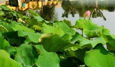 專業的園林公司帶你了解什么是園林景觀設計?