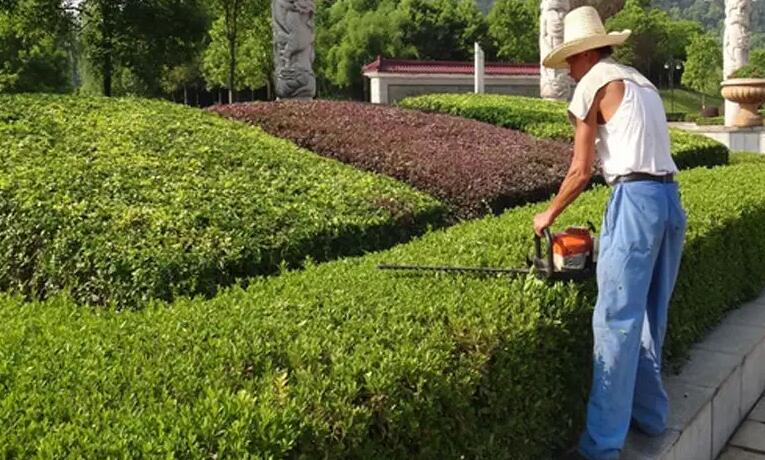 綠化養護工證怎么考?報名條件方式都有哪些