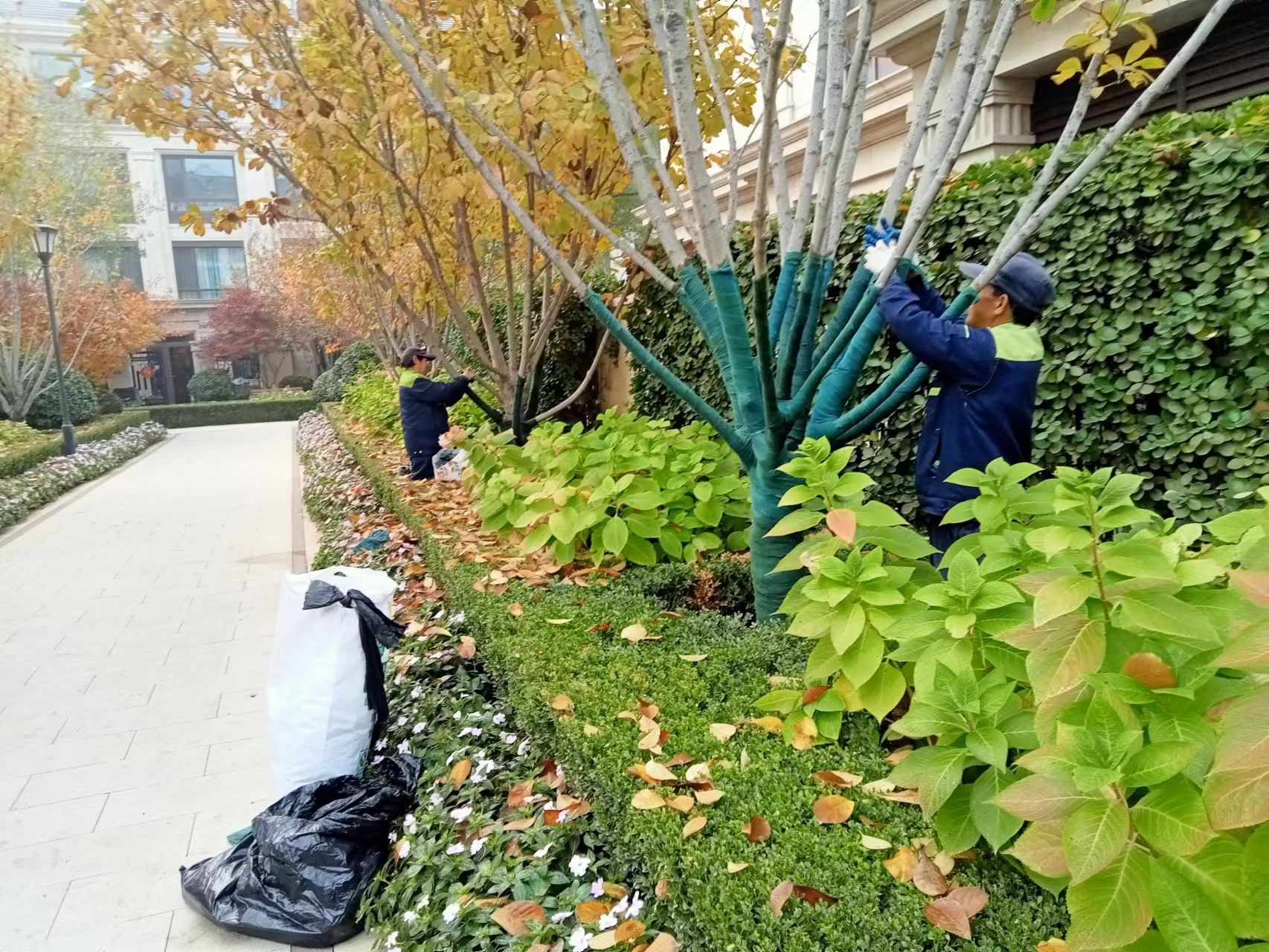 《北京天宏園林綠化草莓视频下载app-草莓视频黄app-黄色草莓视频下载-草莓视频app黄色：冬季綠化養護之樹木纏桿》