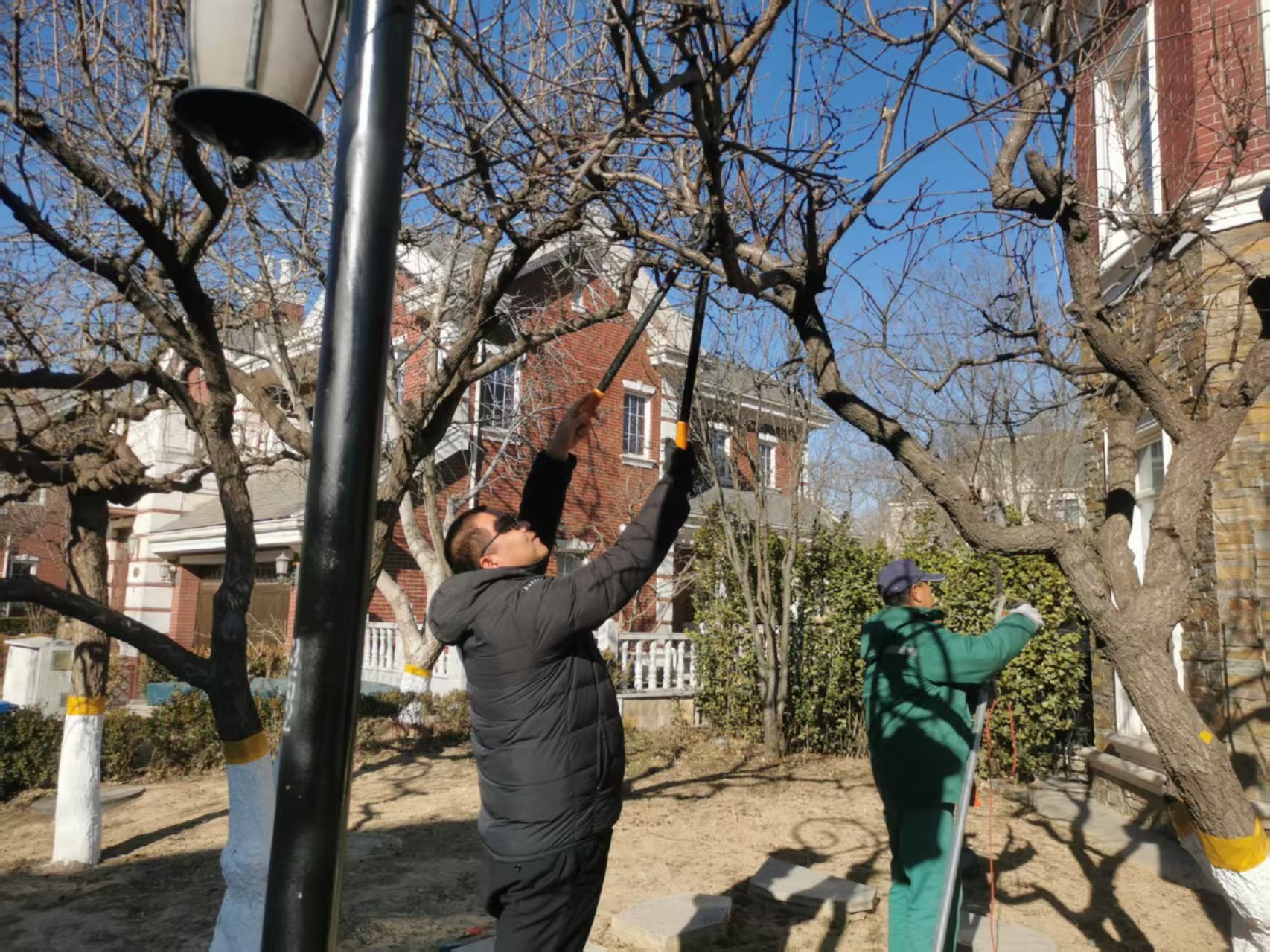 北京春季園林綠化養護指南之春季修剪